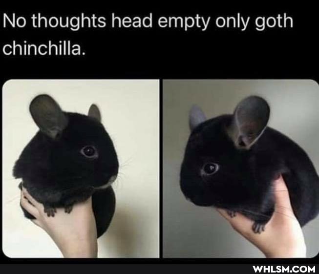 No thoughts head empty only goth chinchilla.