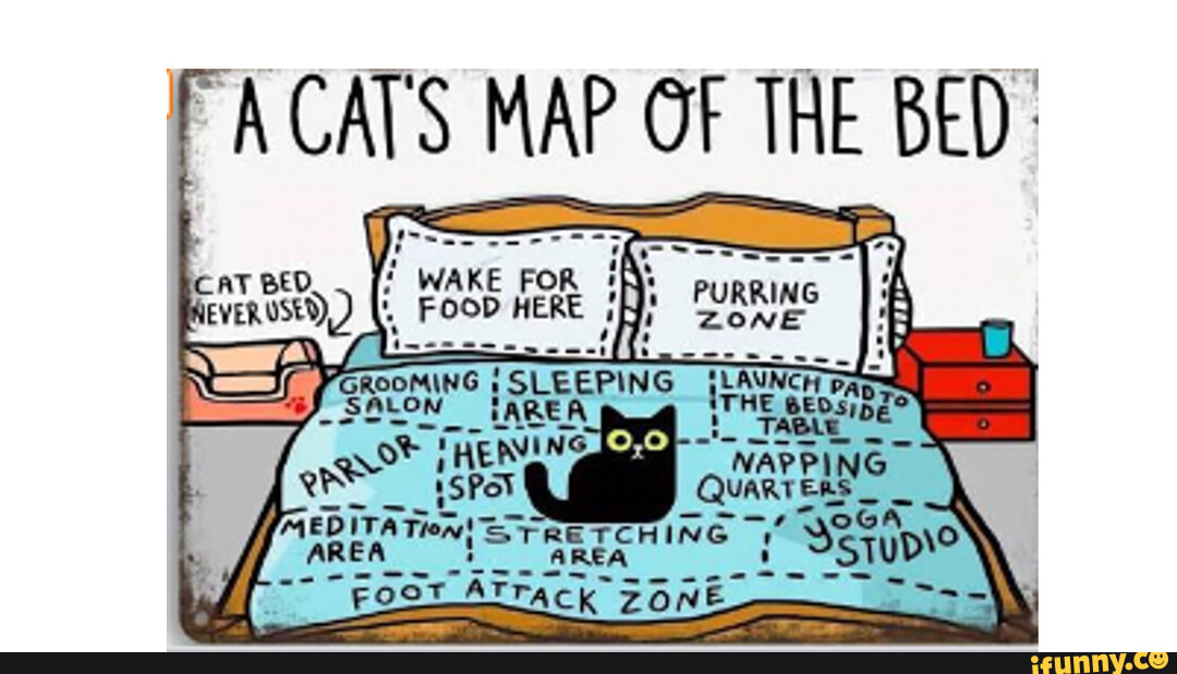 A cats map of the bed - 