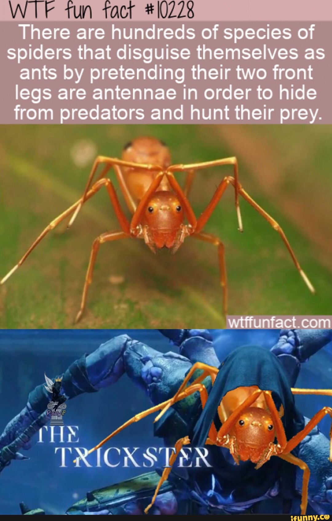 Tun tact There are hundreds of species of spiders that disguise