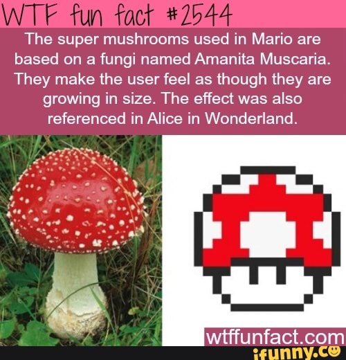 fun
The super mushrooms used in Mario are based on a fungi named Amanita Muscaria.
They make the user feel as though they are growing in size. The effect was also referenced in Alice in Wonderland