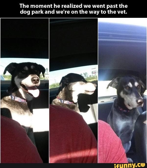 The moment he realized we went past the dog park and we're on the way to the vet.