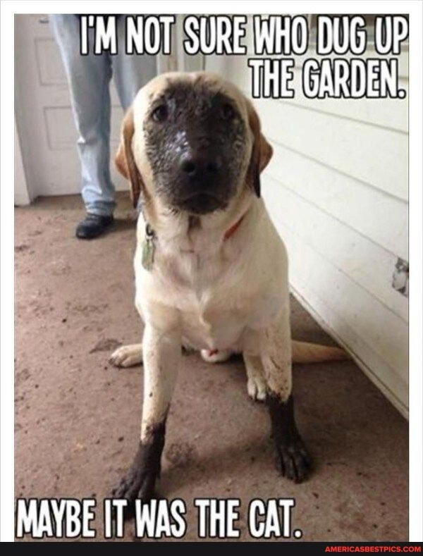 I'M NOT SURE WHO DUG UP
THE.GARDEN.
MAYBE WAS THE CAT,