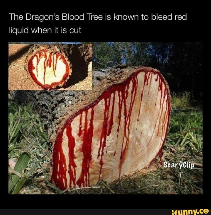 The Dragon's Blood Tree is known to bleed red
liquid when it is cut