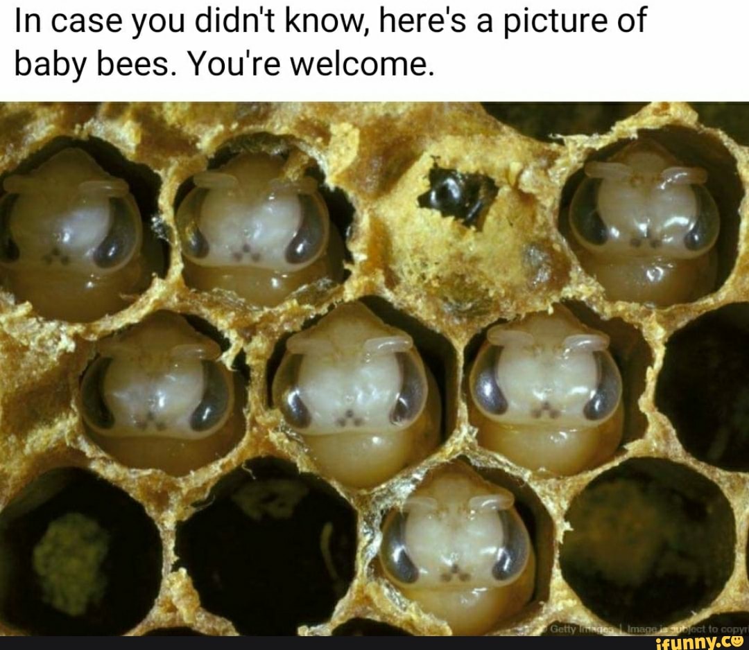 In case you didn't know, here's a picture of
baby bees. You're welcome.