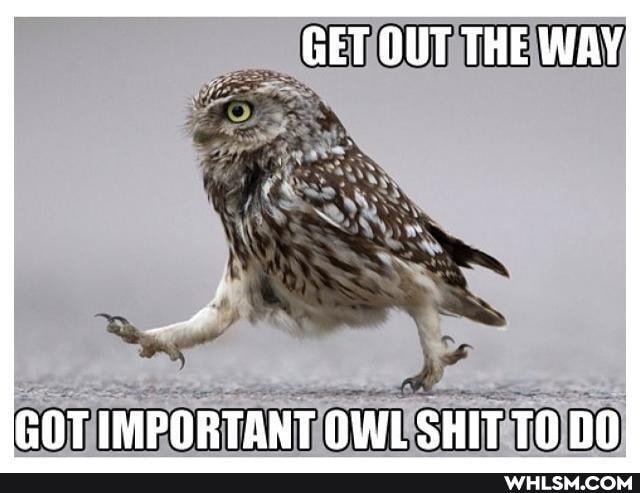 GET
GOT IMPORTANT OWL SHIT TO DO