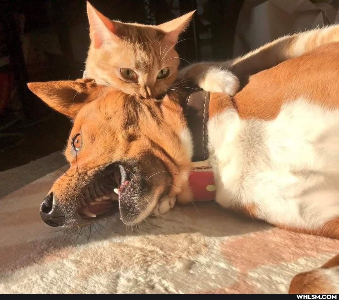 funny, cat, dog