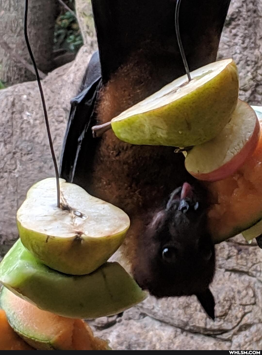 aww, zoo