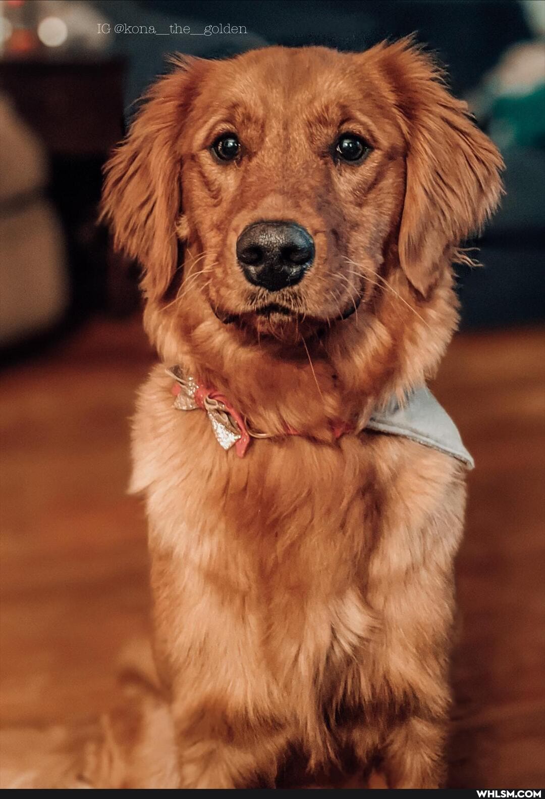 @kona_the_ golden