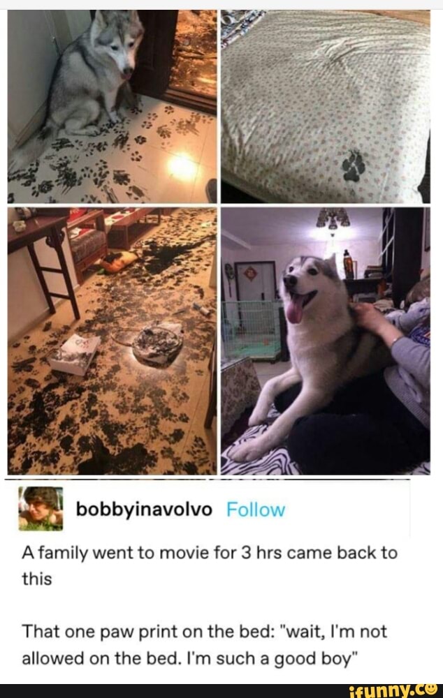 A family went to movie for 3 hrs came back to
this
That one paw print on the bed: "wait, I'm not
allowed on the bed. I'm such a good boy"