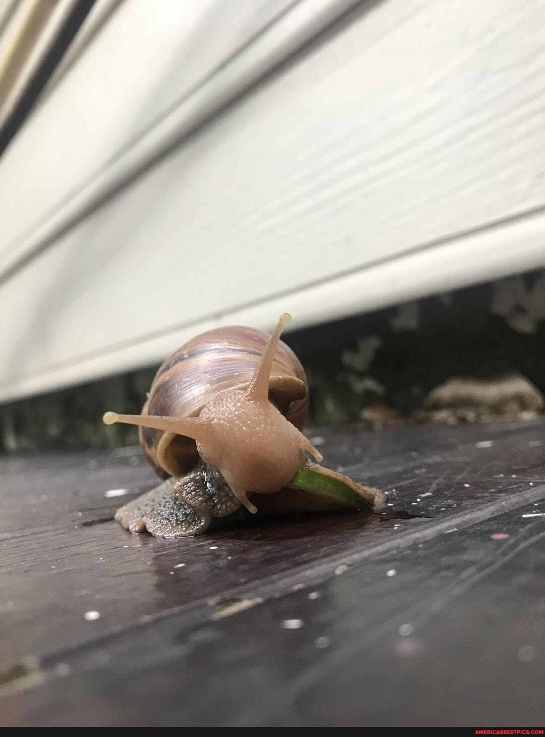 just, snail, munching, cucumber, gave