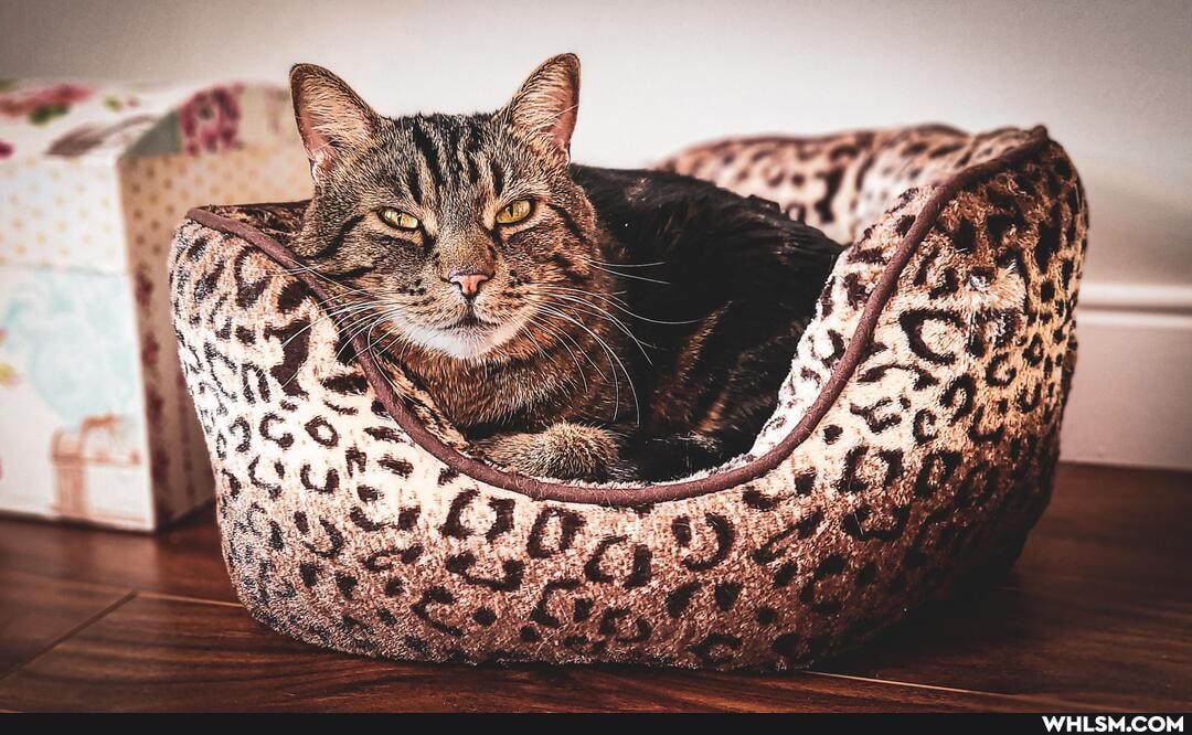 cats, aww, wholesome