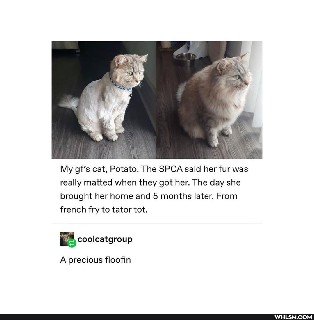 My gf's cat, Potato. The SPCA said her fur was really matted when they got her. The day she brought her home and 5 months later. From french fry to tator tot.
coolcatgroup
A precious floofin