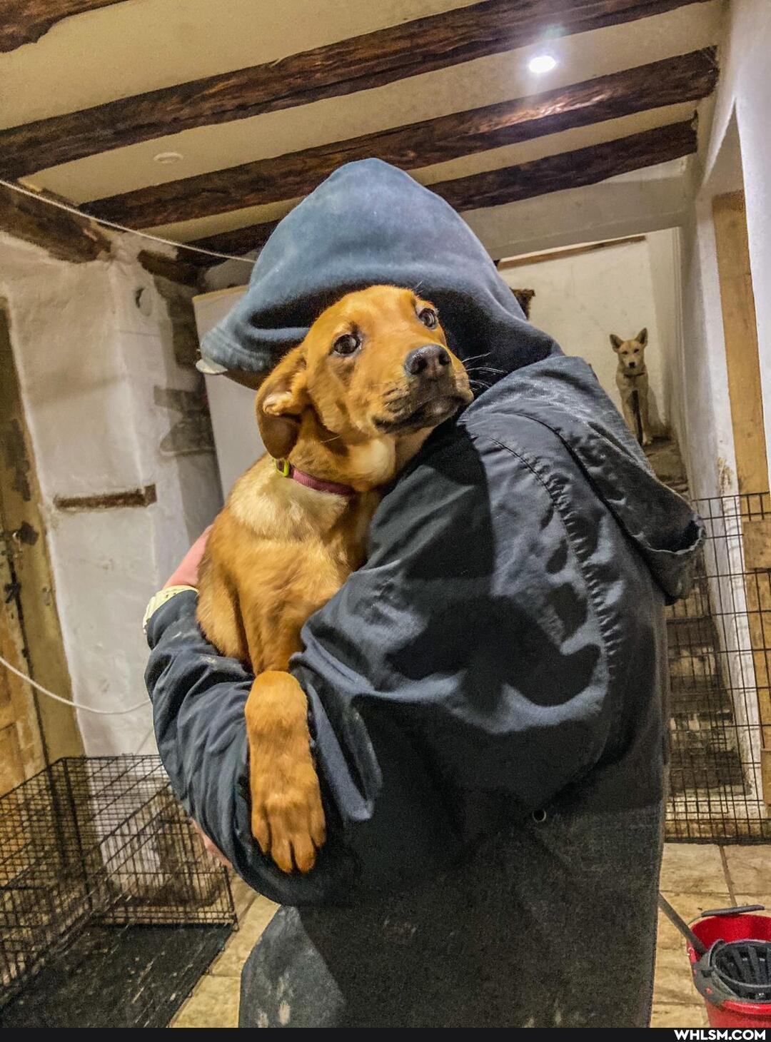 rescue_dog