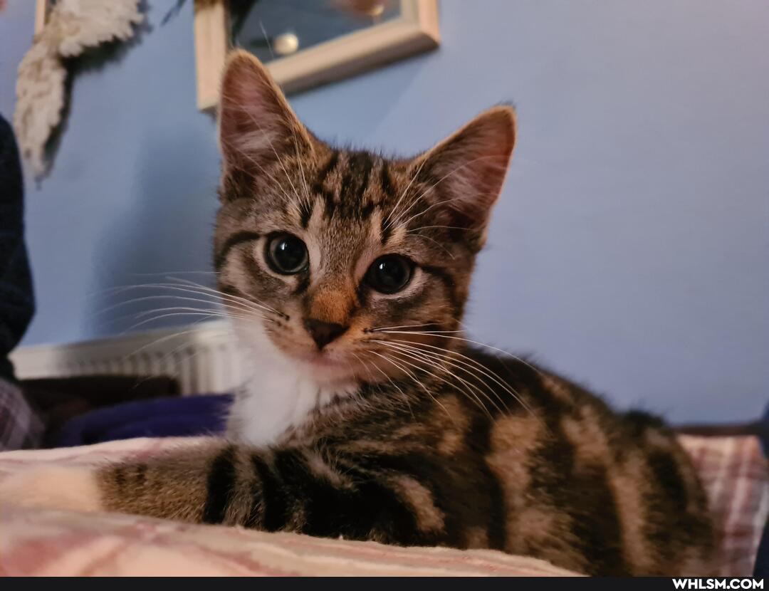 aww, kitten, smitten