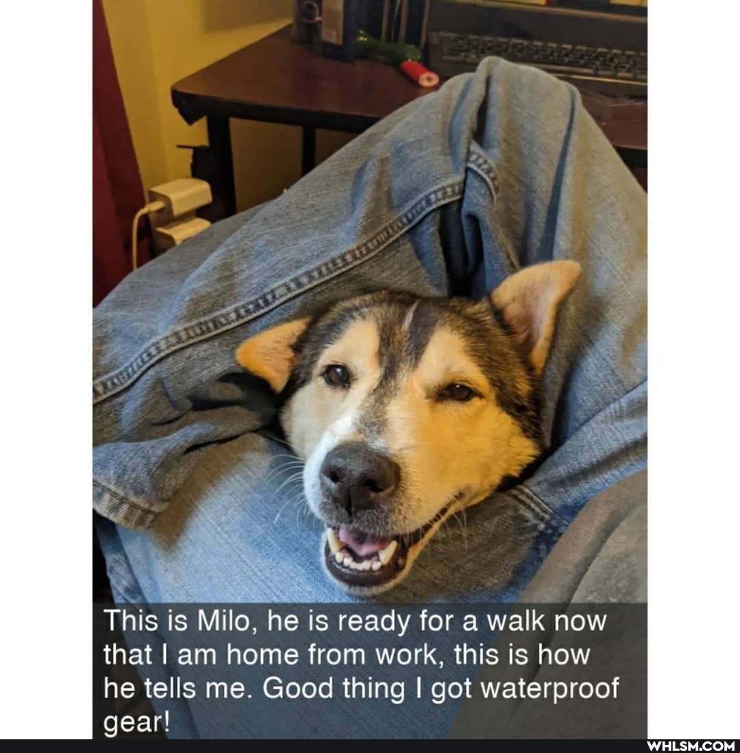 This is Milo, he is ready for a walk now that I am home from work, this is how
he tells me. Good thing I got waterproof
naarl