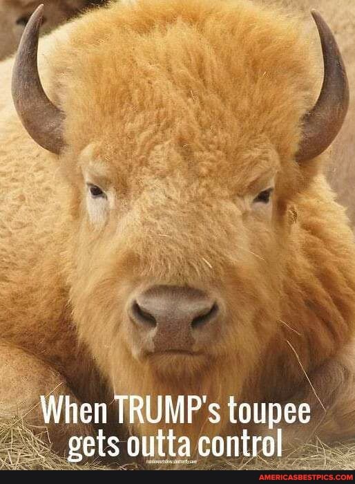 When TRUMF's toupee gets outta coniral