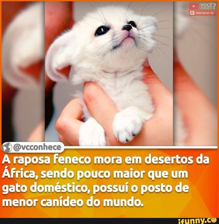 Ovcconhece
A raposa feneco mora em desertos da
África, sendo pouco maior que um gato doméstico, possui o posto de menor canídeo do mundo.
