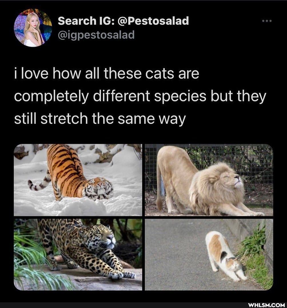 ~ WET HOLE
@igpestosalad
i love how all these cats are completely different species but they still stretch the same way