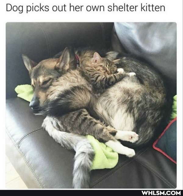 Dog picks out her own shelter kitten