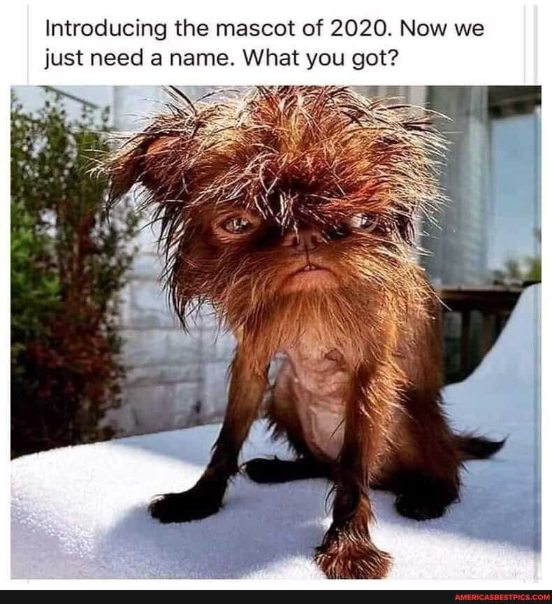 Introducing the mascot of 2020. Now we just need a name. What you got?