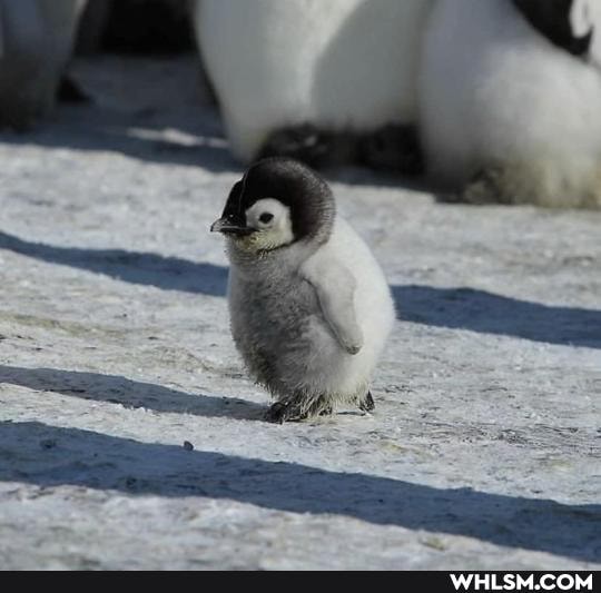 aww, baby_animals, cuteness_overload, penguin