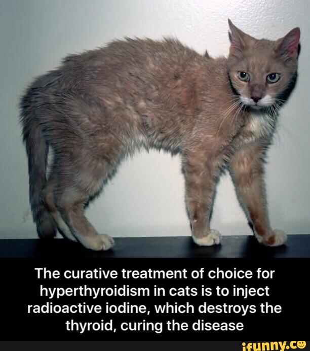 The curative treatment of choice for hyperthyroidism in cats is to