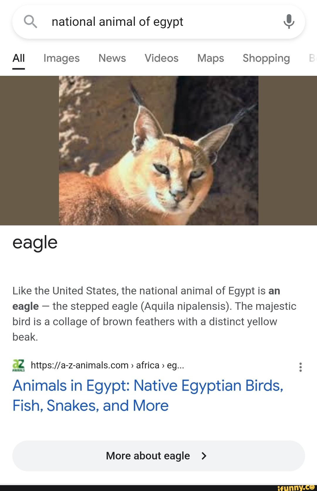 National animal of egypt All Images News Videos Maps Shopping eagle Like  the United States, the