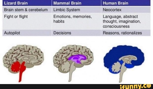 Lizard Brain Mammal Brain Human Brain Brain stem & cerebelum Limbic ...