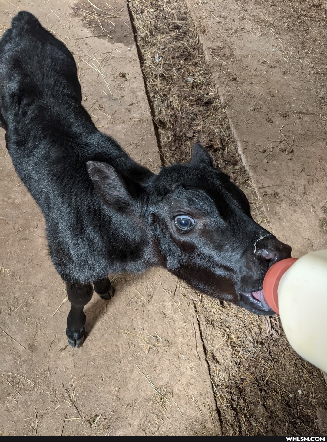 aww, baby_animals, cow