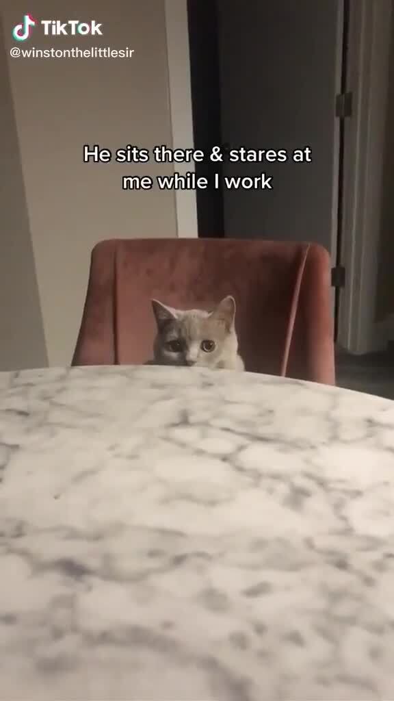ch TikTok
@winstonthelittlesir r
He sits there & stares at me while I work