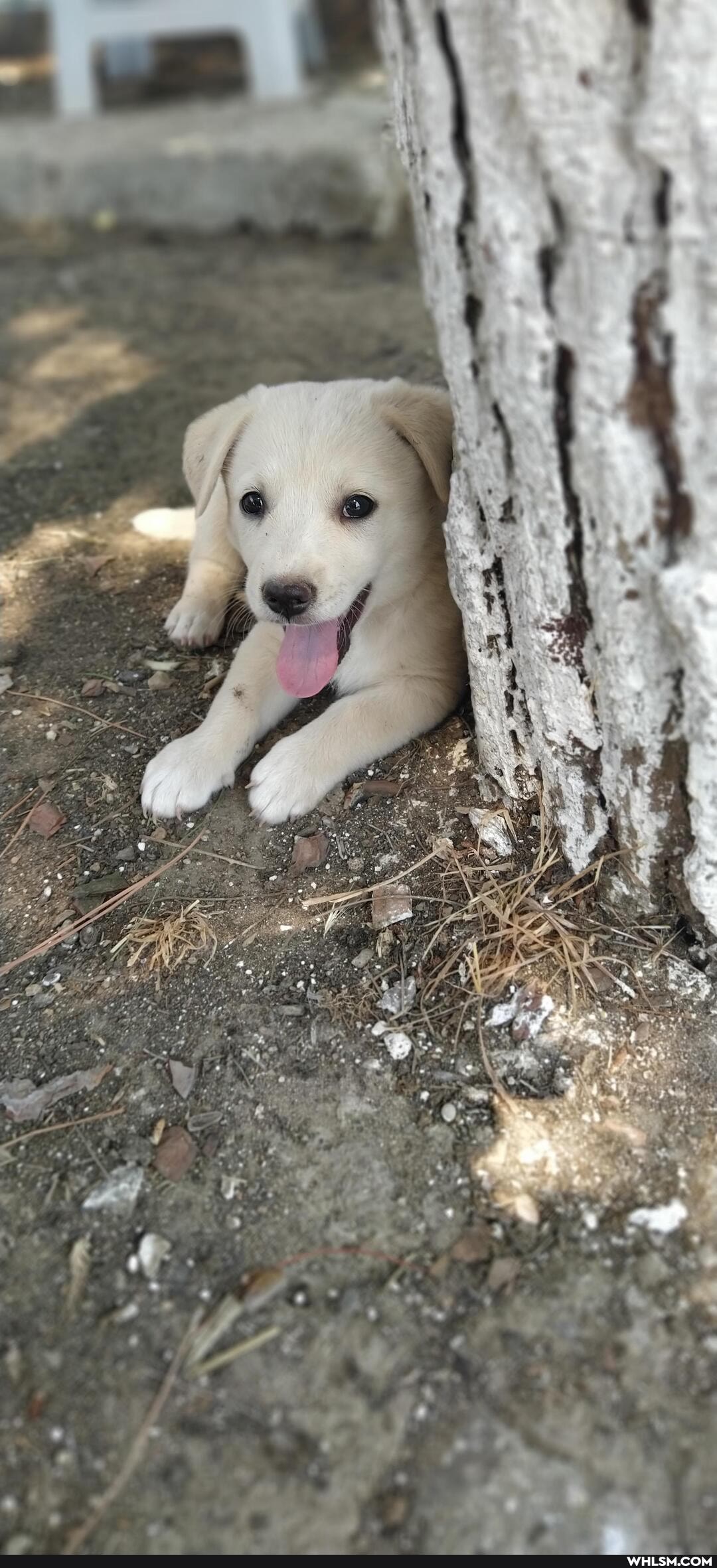 dog