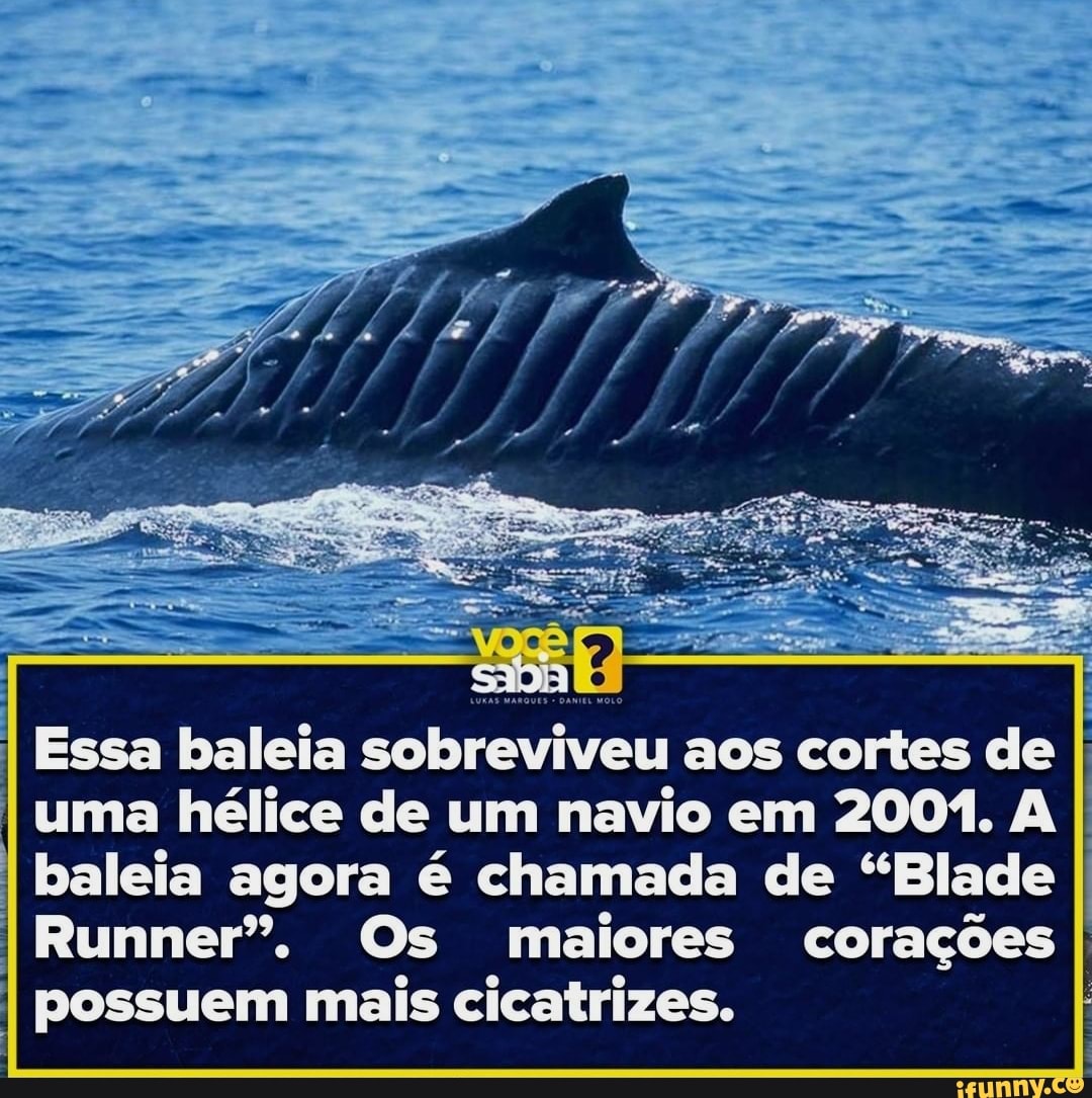 I Essa baleia sobreviveu aos cortes de
I uma hélice de um navio em 2001. A
I baleia agora é chamada de "Blade
I Runner". Os maiores corações
I I possuem mais cicatrizes.