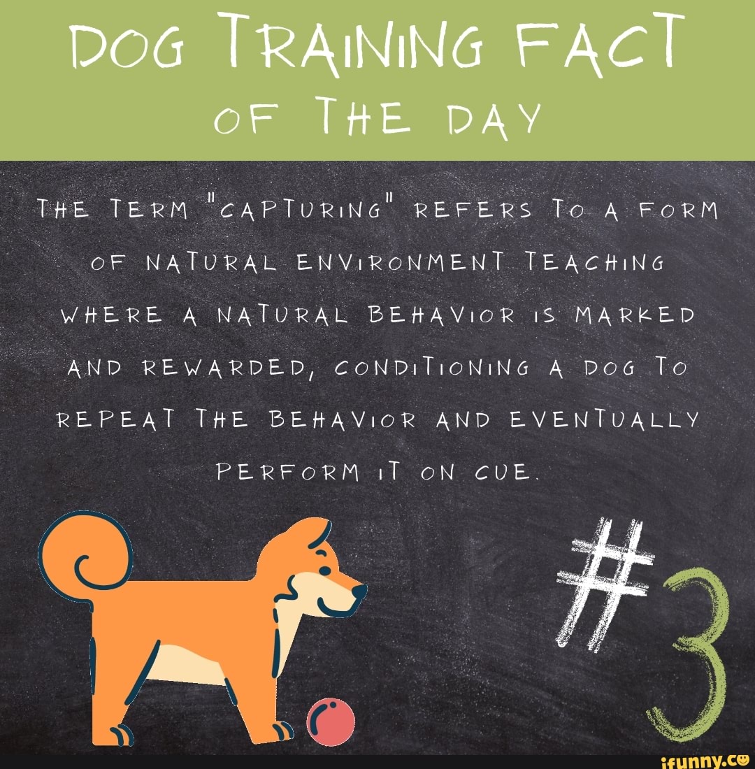 what is capturing in dog training