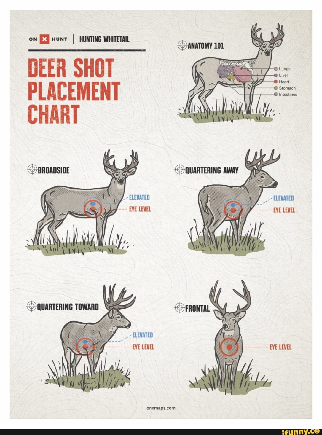 deer anatomy for hunting