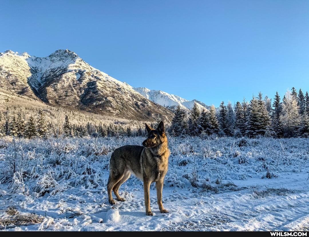 dog, nature, alaska, the_great_outdoors