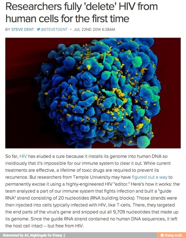 Researchers fully 'delete' HIV from
human cells for the first time
BY
DEN'
J
So far,
HIV
has eluded a cure because it installs its genome into human DNA so
insidiously that it's impossible for our immune system to clear it out. While current
treatments are effective, a lifetime of toxic drugs are required to prevent it
recurrence. But researchers from Temple University may have to
t using a highly-engineered HIV "editor." Here's how it works: the
team analyzed a part of our immune system that fights infection and built a "guide
RNA" strand consisting of 20 nucleotides (RNA building blocks). Those strands were
then injected into cells typically infected with HIY, like T-cells. There, they targeted
the end parts of the virus's gene and snipped out all 9,709 nucleotides that made up
its genome. Since the guide RNA strand contained no human DNA sequences, it left
the host cell intact
but free from HIV.
permanently excise