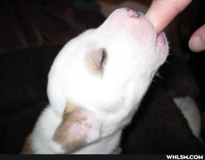 puppy, baby_animals