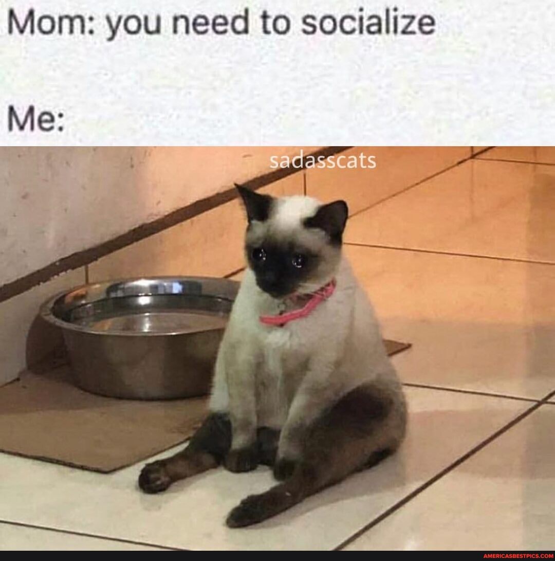 Mom: you need to socialize sadasscats - America’s best pics and videos