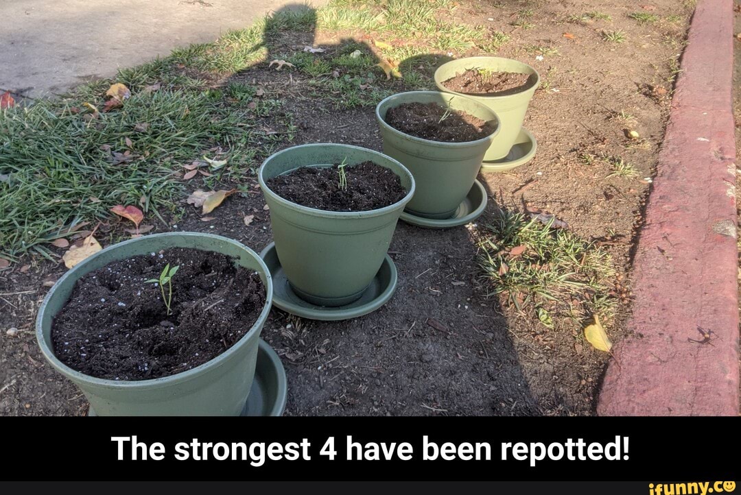 The strongest 4 have been repotted! - The strongest 4 have been repotted!