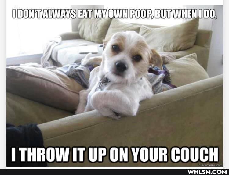 DON ALWAYS EAT POOP, DO.
THROW IT UP ON YOUR COUCH