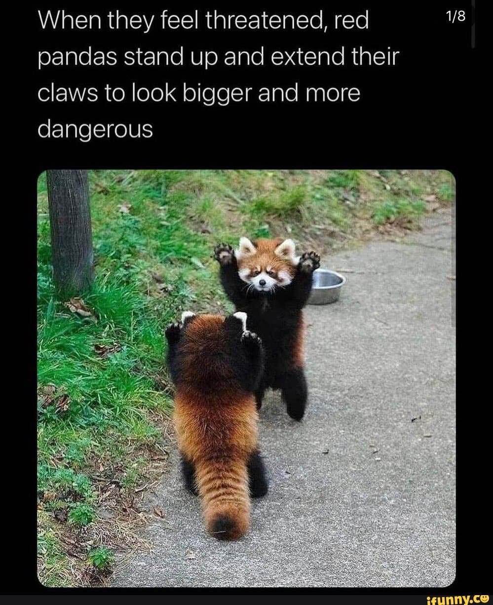 When they threatened, red pandas stand up and their claws look bigger more dangerous - iFunny Brazil