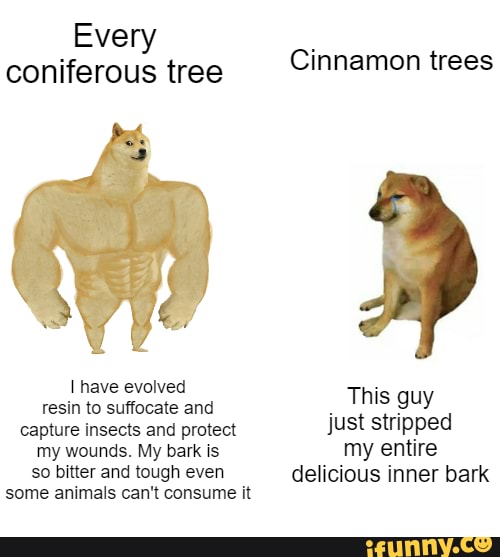 Every coniferous tree Cinnamon trees have evolved resin to suffocate