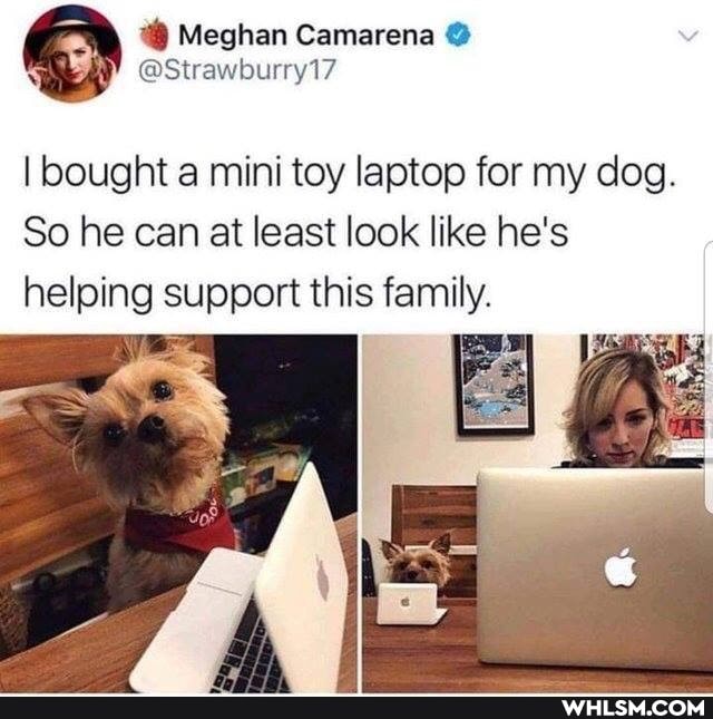 Meghan Gamarena
I bought mini toy laptop for my dog.
So he can at least look like he's helping support this family.