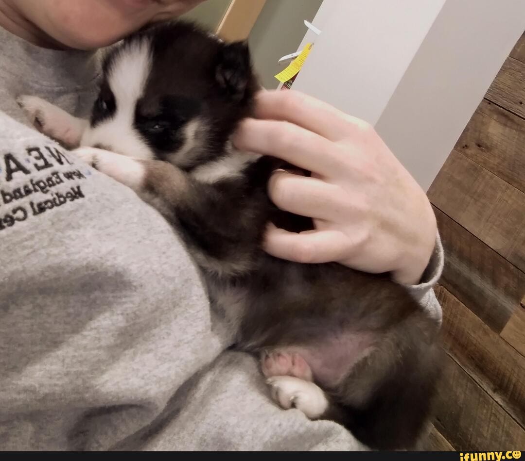 Puppy Playtime puppy-playtime
