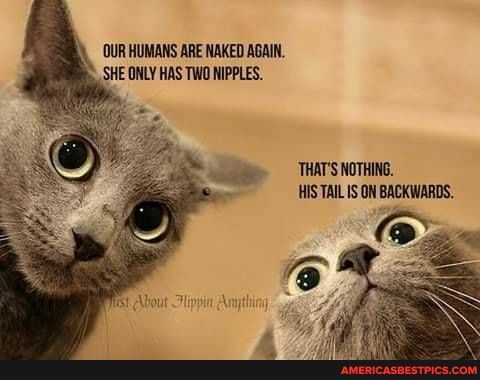 OUR HUMANS ARE NAKED AGAIN.
SHE ONLY HAS TWO NIPPLES.
HISTAIL IS ON BACKWARDS.
(Dum