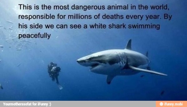 This is the most dangerous animal in
responsible for millions of deaths:
his side we can see a white sha
peacefully