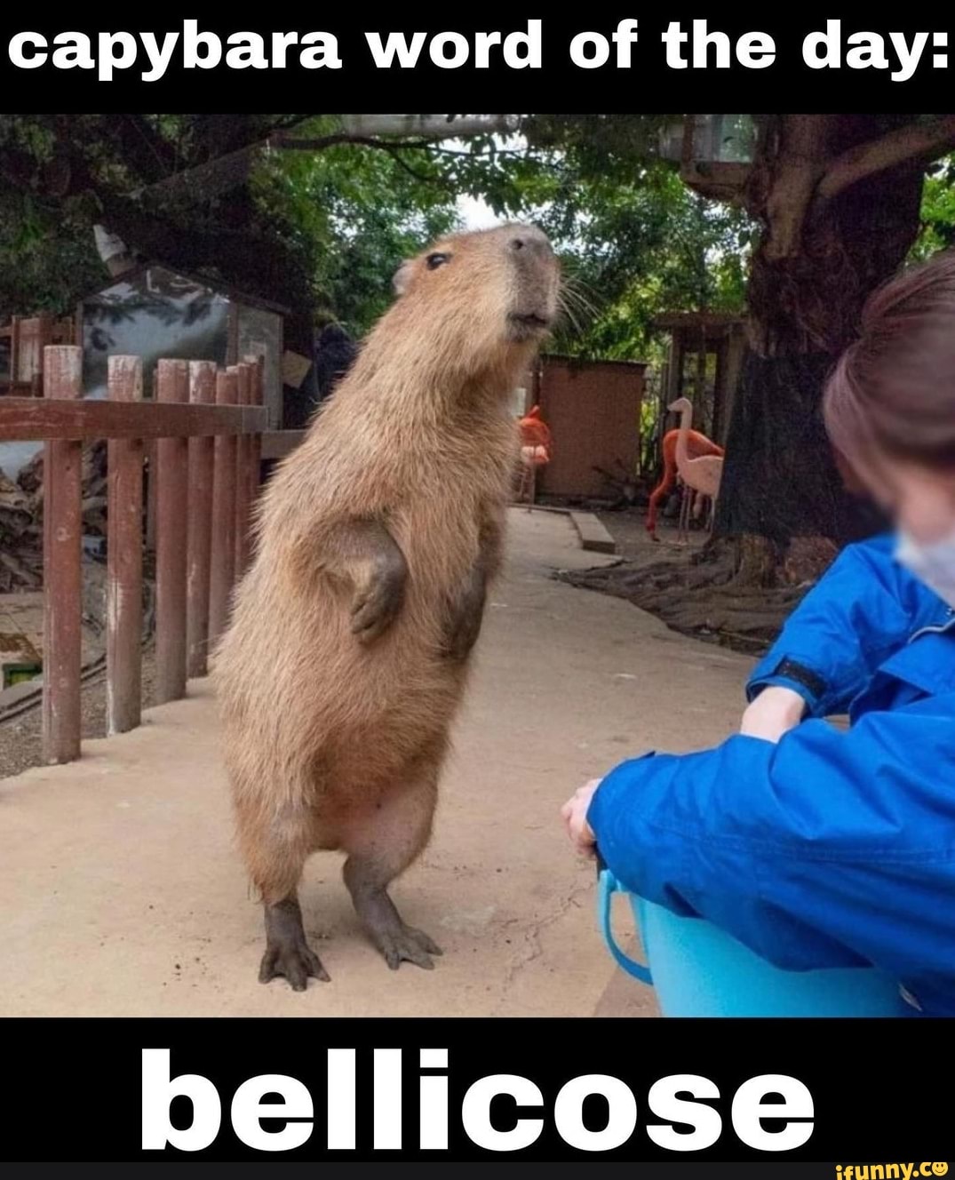 Capybara word of the day: bellicose - iFunny