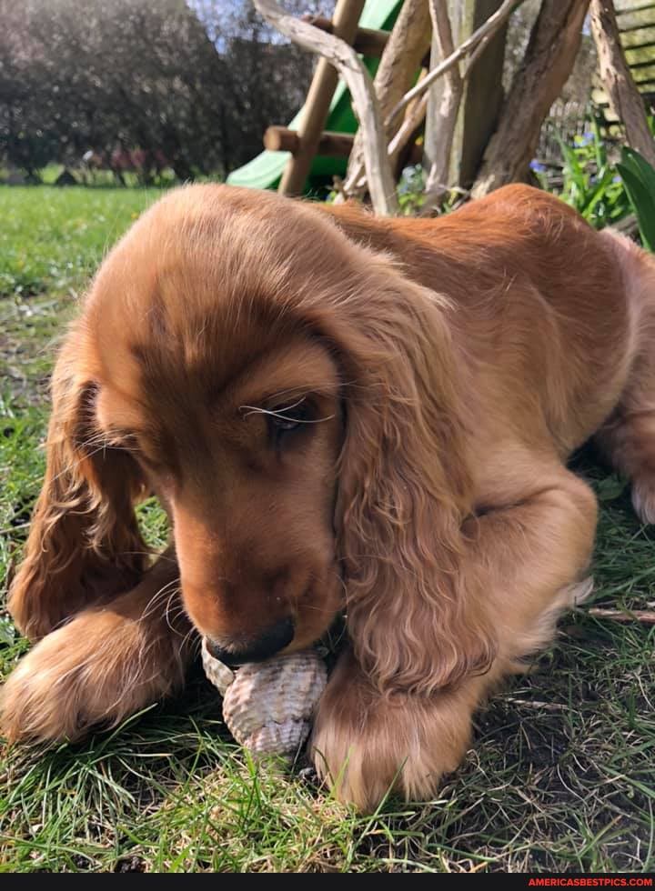 charlie, loves, munch, conch, shells