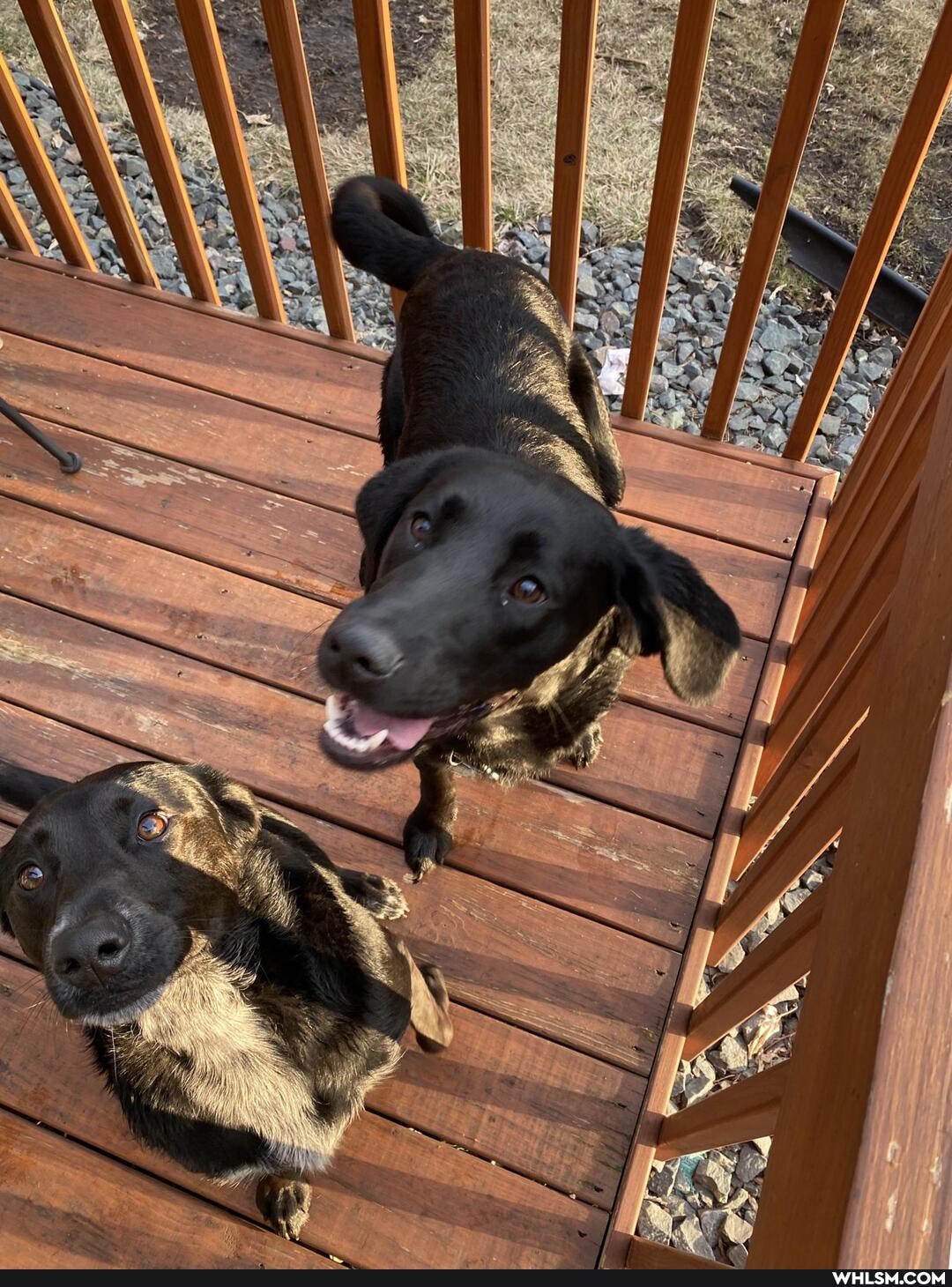 dog, doggo, funny