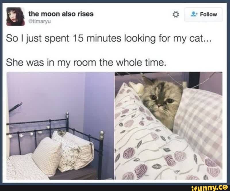 the moon also rises
So I just spent 15 minutes looking for my cat...
She was in my room the whole time.